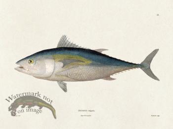 Werner Fish 022